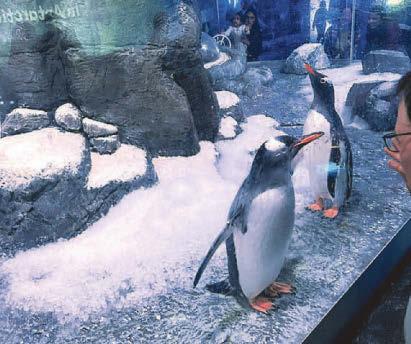 MP demands probe into penguin basement