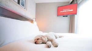 Hotel's new TV channel keeps dogs calm on bonfire night