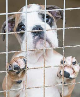 'Be on lookout for smuggled puppies if you buy a dog'