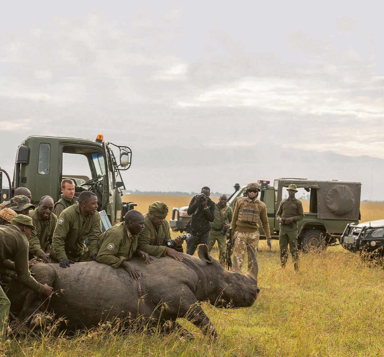BATTLE FOR THE BLACK RHINOS
