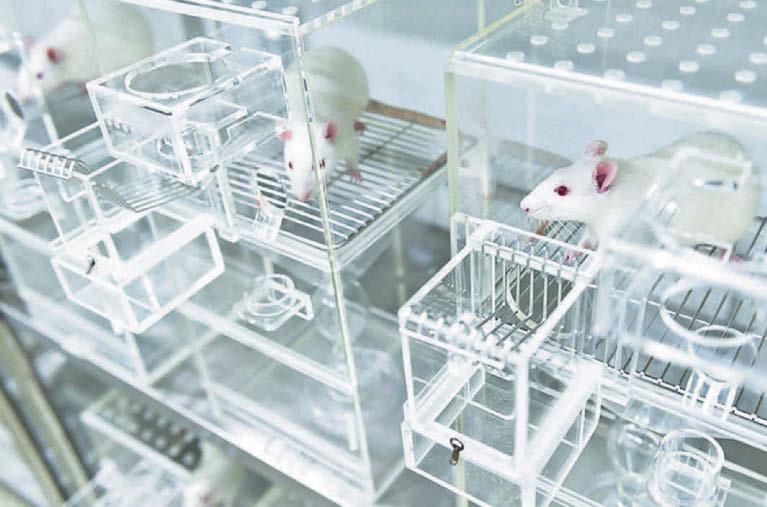 Animal experiment ban needs to cover all types of testing