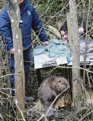 Site sees first beaver births in 400 years