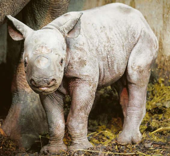 Rare black rhino born in UK zoo