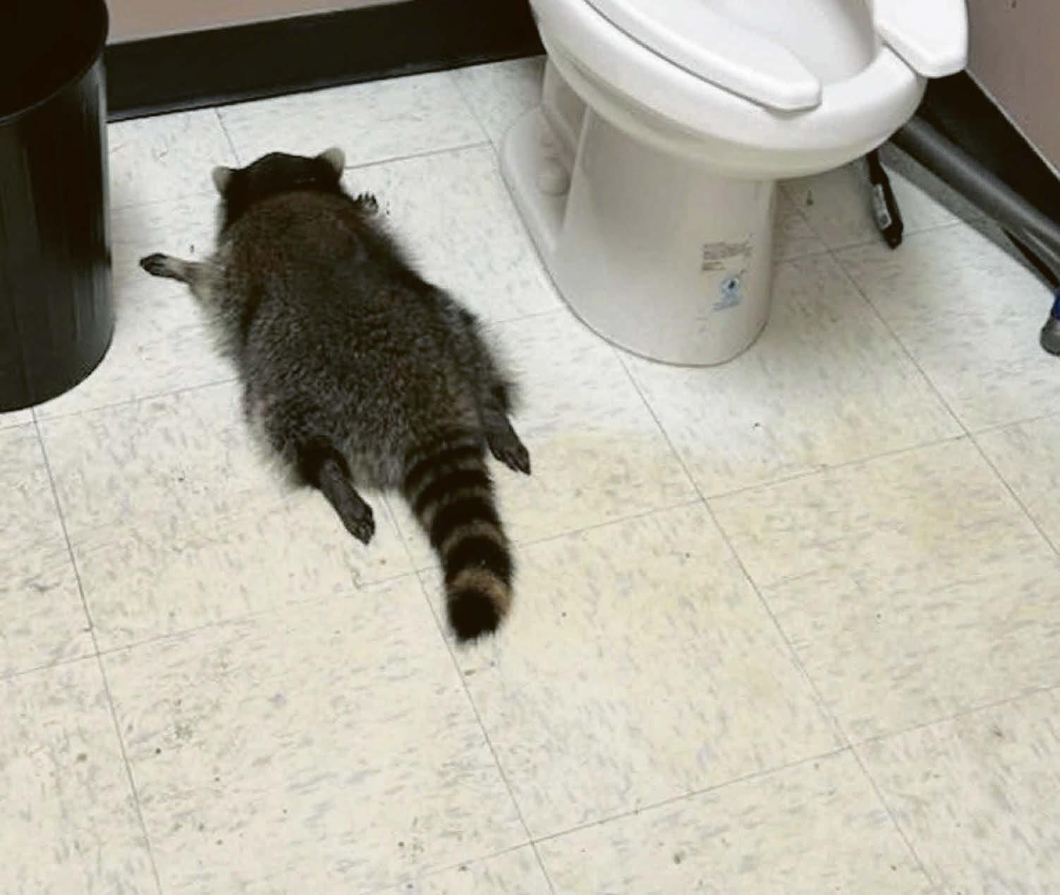 Raccoon's night on the tiles