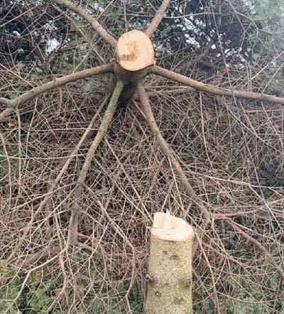 Vandals topple WW1 heroes' memorial tree