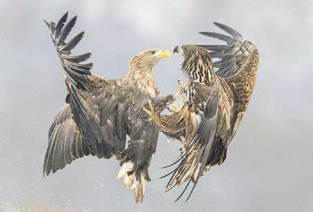 The eagle has landed one on younger rival