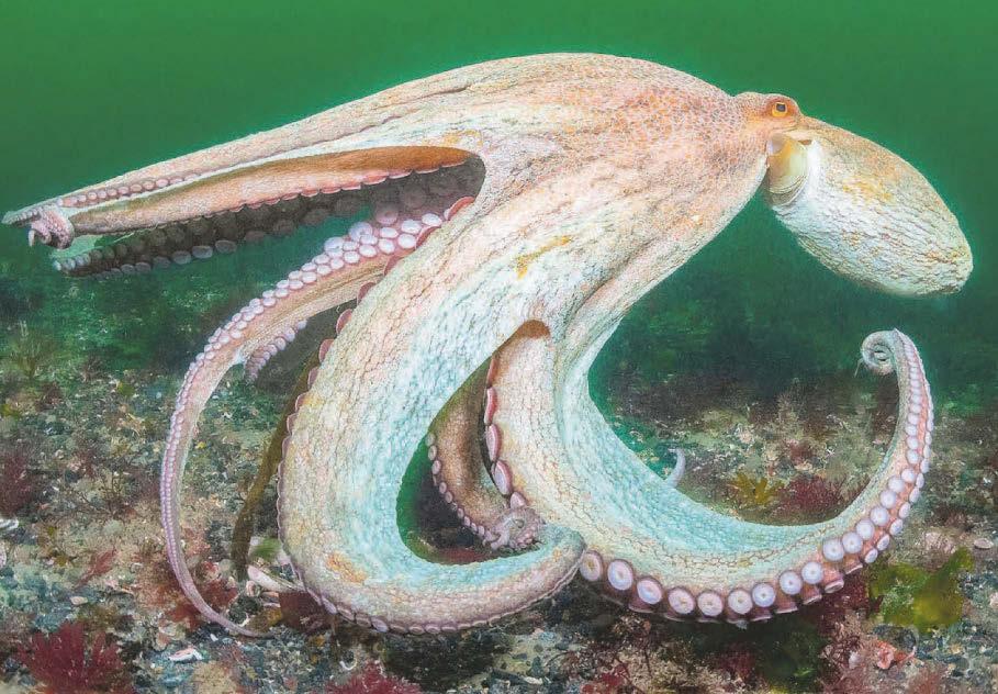 Year of the octopus in UK's warm seas