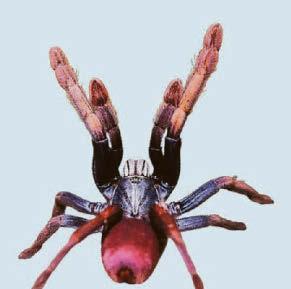 Shiny spider's one to watch
