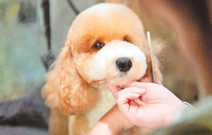 Pamper palace for precious pooches