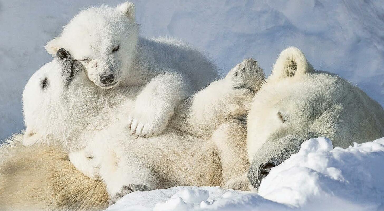 Bear with me while I chill...