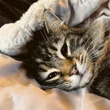 'Amazon snatch' cat Nora is back