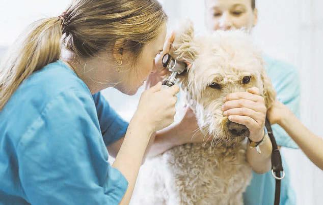 Pricing plan aims to save pet owners from shock vet bills