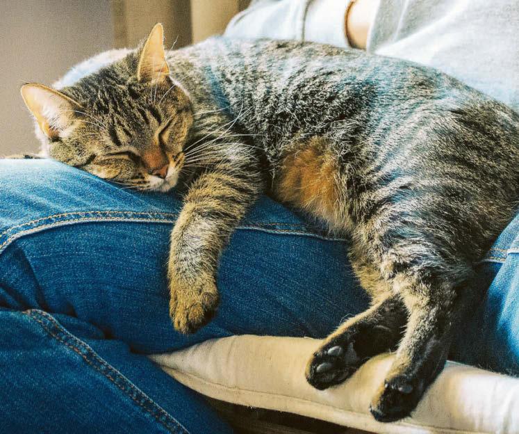 Is my older cat in pain?