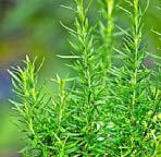 Easy way to happy herbs