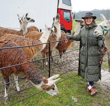 Llama drama as herd stops thief