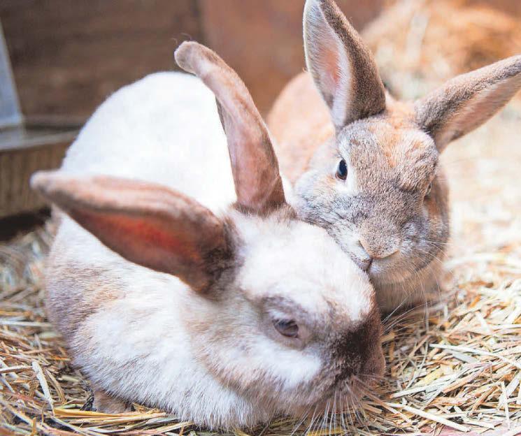 Bunny ear mite fears