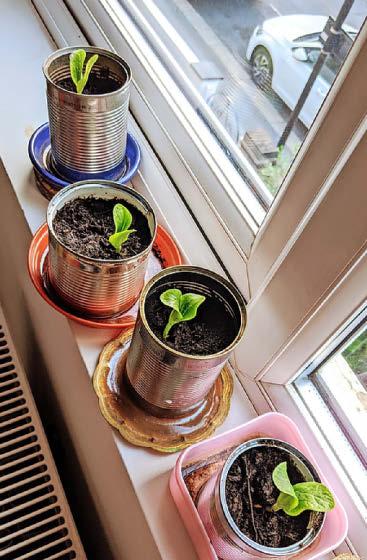 A perfect time to get sowing