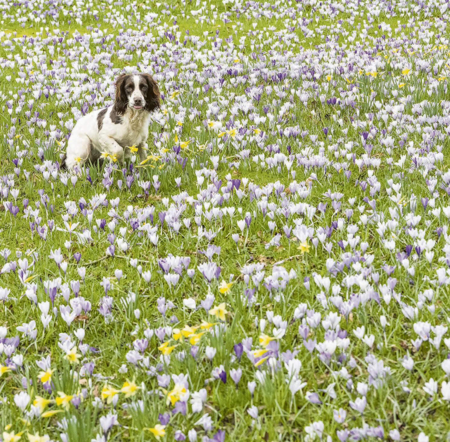 Spring? No, I said I'm a springer...