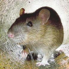 More rats take shelter indoors after weeks of relentless rain