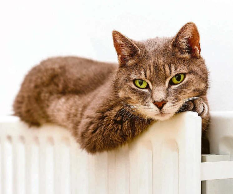 Weight-loss risk in cats