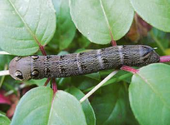 'Love your moth-eaten garden'