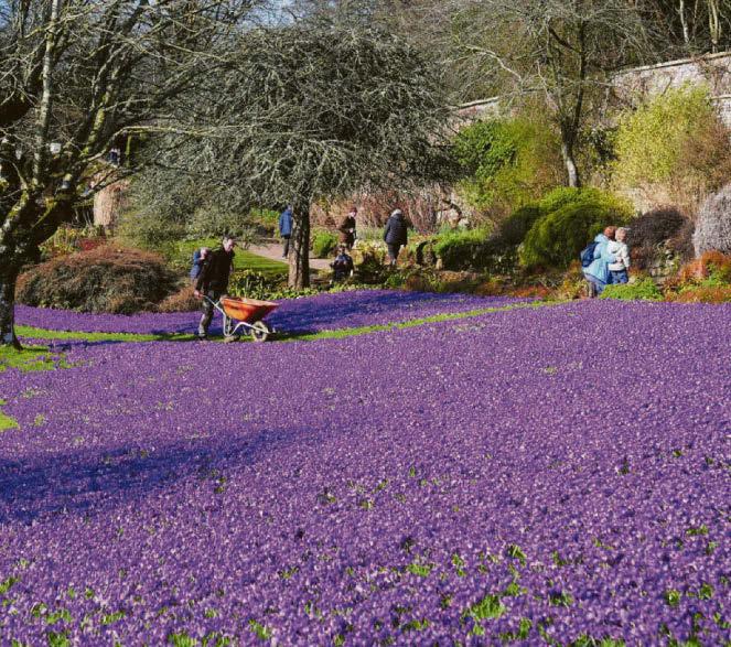 Spring has come blooming early