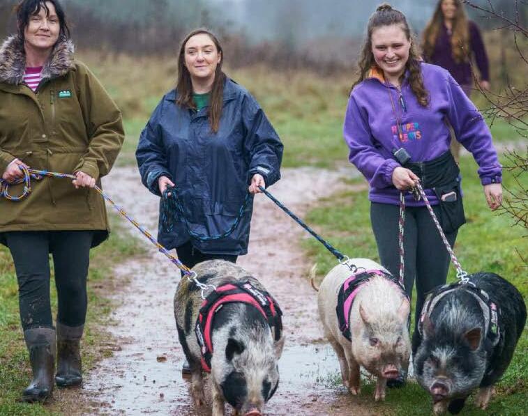 Time for walkies? No...porkies!