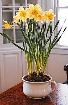 Best blooms to lift rooms