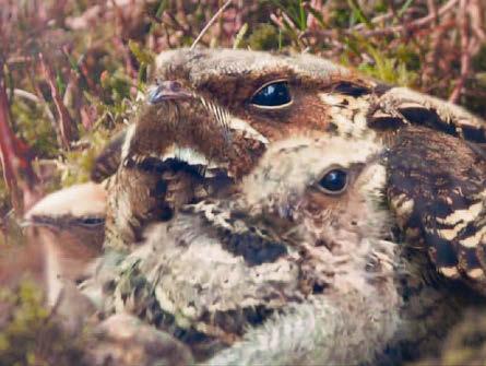 Not so difficult to see camouflaged nightjars as numbers double