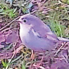 Rare robin white breast spotted