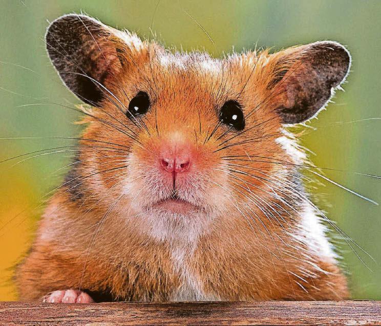 Hamster patch panic