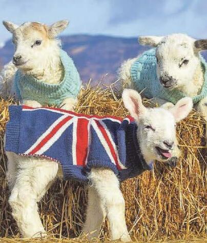 Knit's not a baa-d look for poor lambs