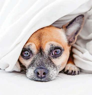TOG STANDARD SUMMER DUVETS FROM APRIL 30
