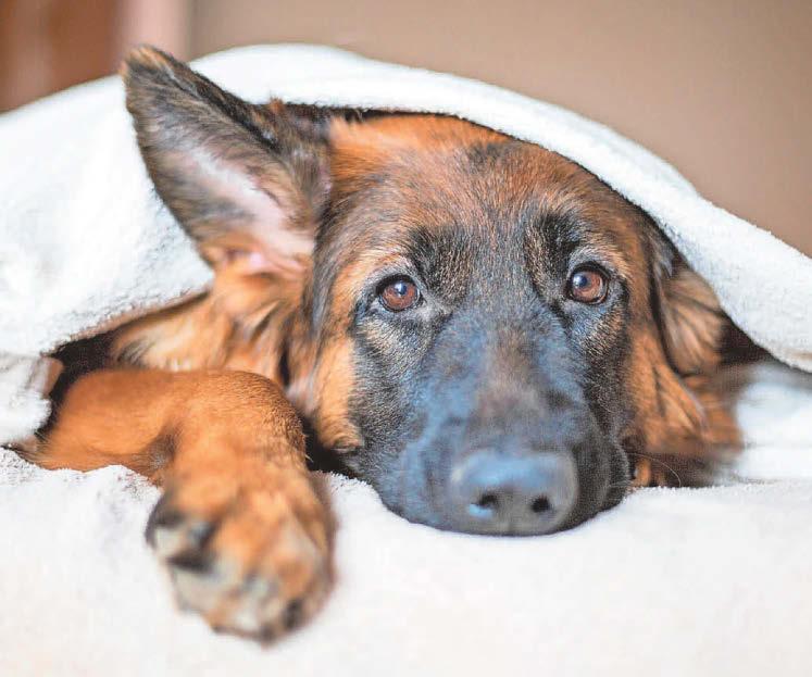 Toilet trouble in dogs