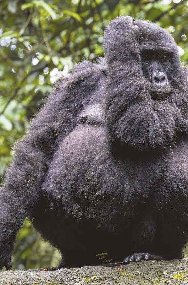 Gorillas in the midst of a fight for survival
