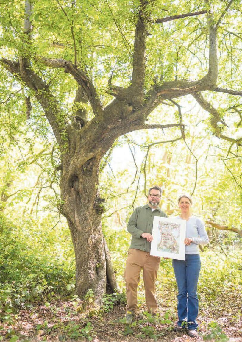 The tree from which Brambly Hedge grew
