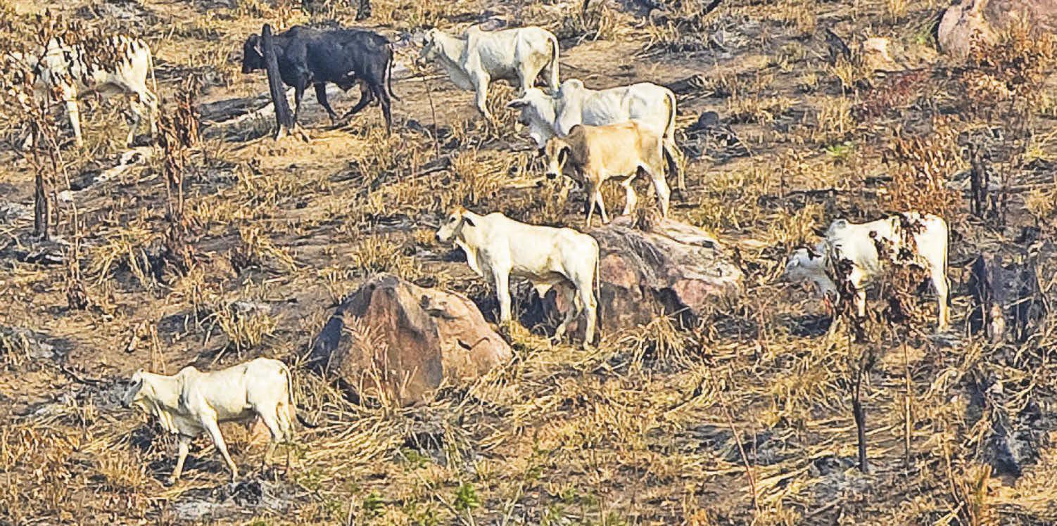 Our appetite for beef is behind the destruction of Amazon rainforests