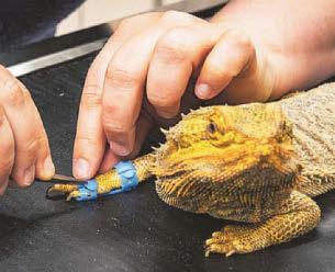 No more dragon my foot
