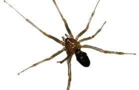MY SPIDER ATTACK SLEEPING HORROR