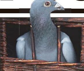 Pecks maniacs