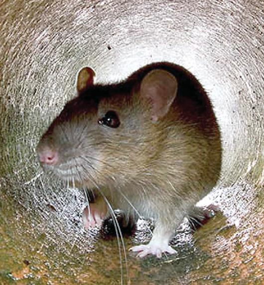 Huge rats to invade our homes