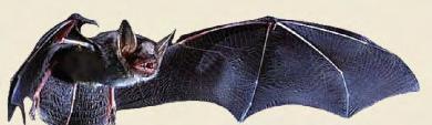 BLIND DATE FOR 'DIED OUT' BATS