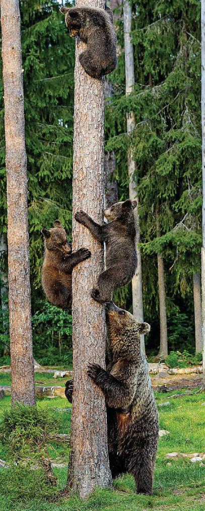 Bear Necessitree
