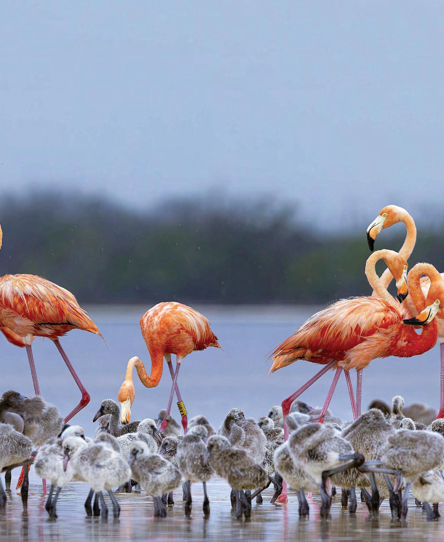 Flamingos all heart