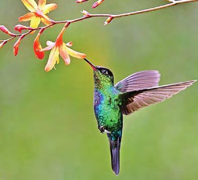 AS DRUNK AS A HUMMINGBIRD!