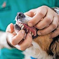 Pups brush up