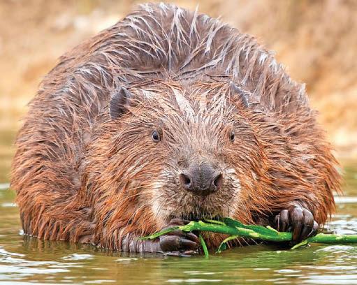 Dam fine day for furry pals who can run free in the wild