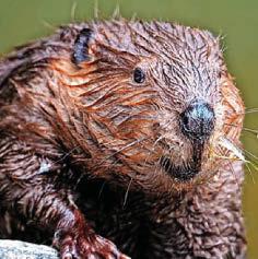 Not so nice beaver