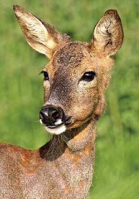 Short deer on the rise