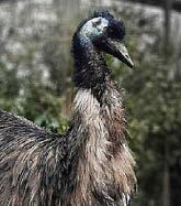 'Oldest' emu dies
